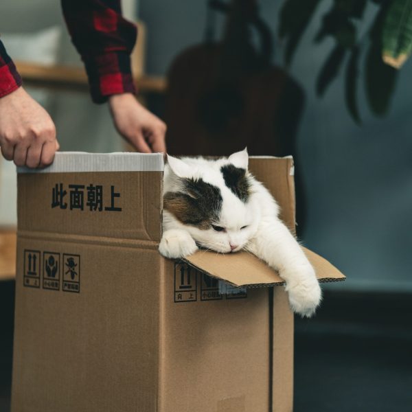 cat and box